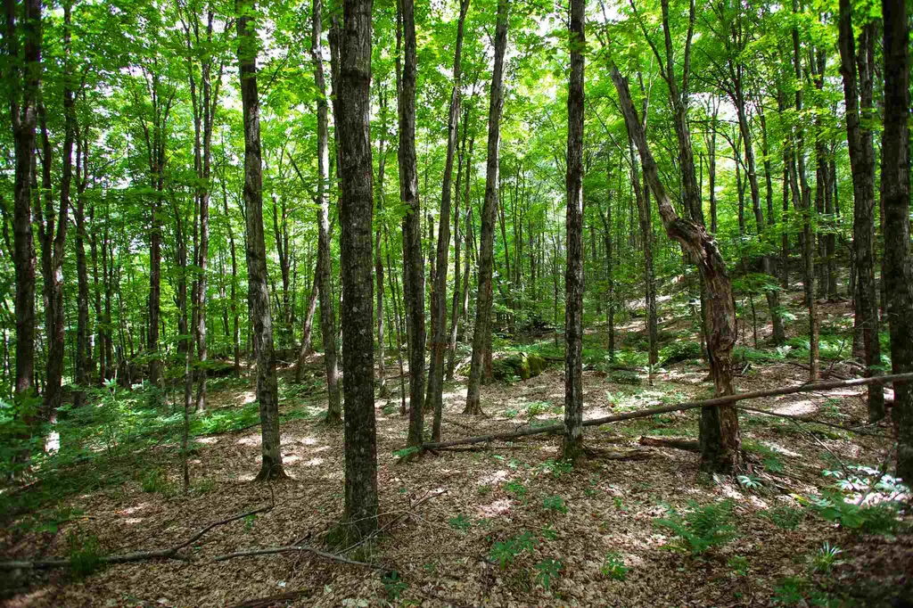 418 Loop Road Warren VT 05674