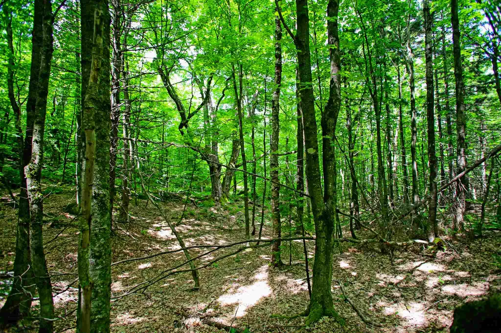 418 Loop Road Warren VT 05674