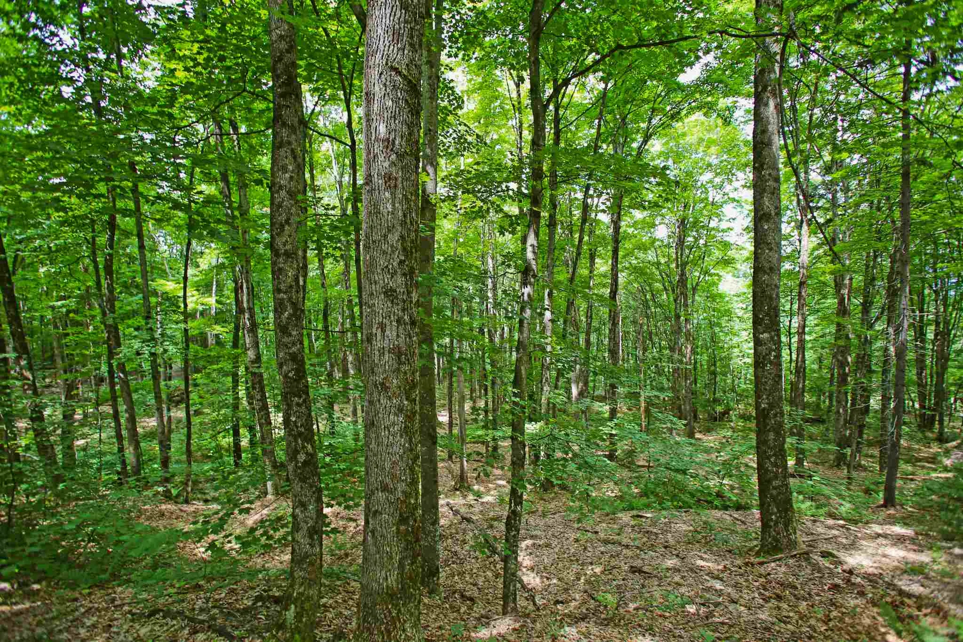 418 Loop Road Warren VT 05674