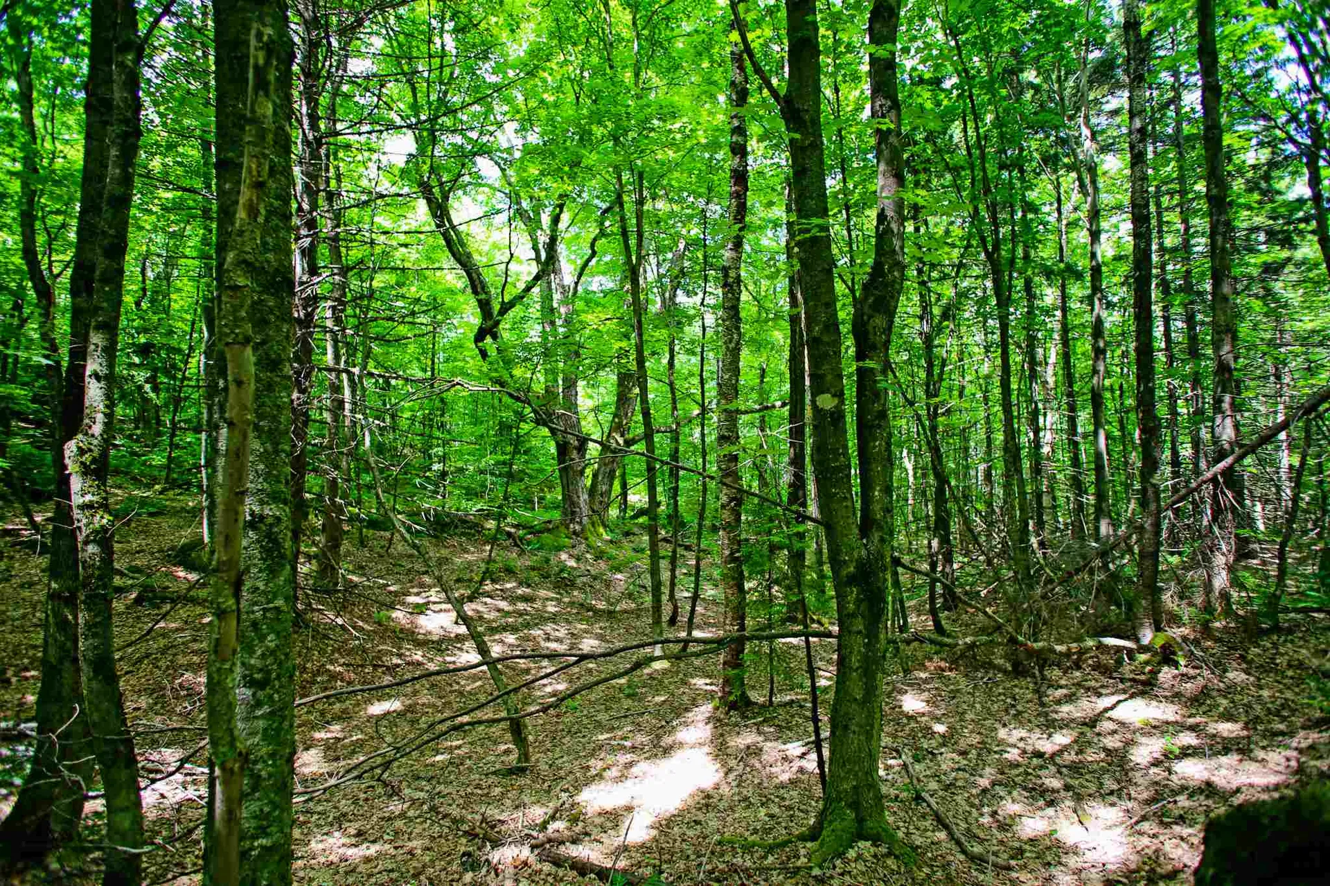 418 Loop Road Warren VT 05674