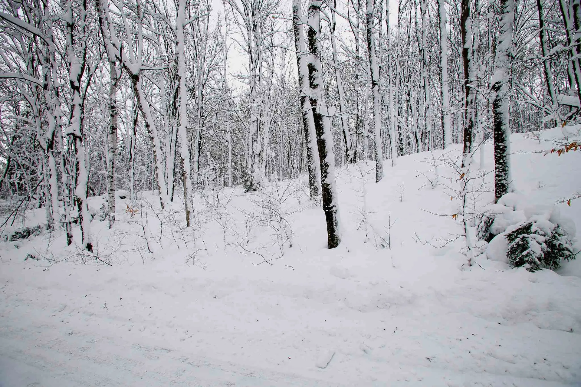 418 Loop Road Warren VT 05674