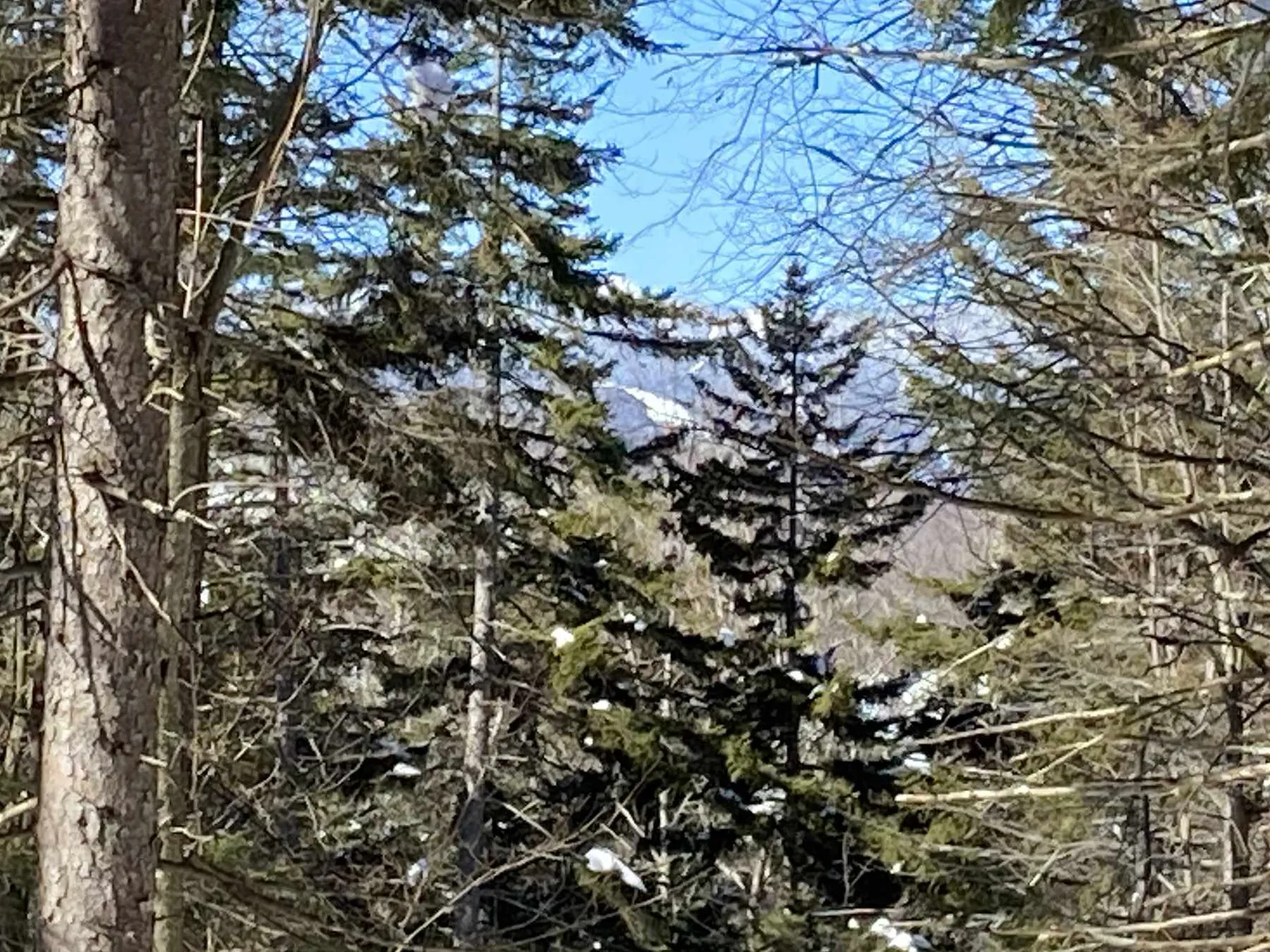 160 Larrow Farm Road Warren VT 05674