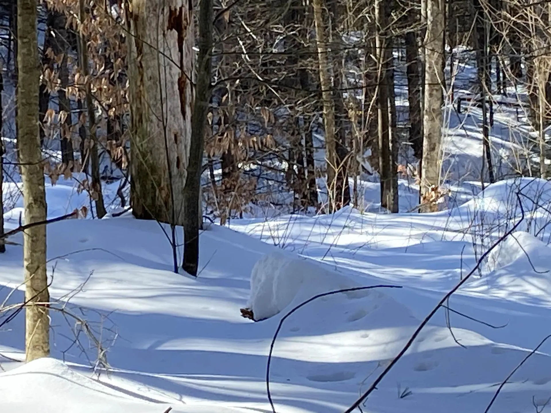 160 Larrow Farm Road Warren VT 05674