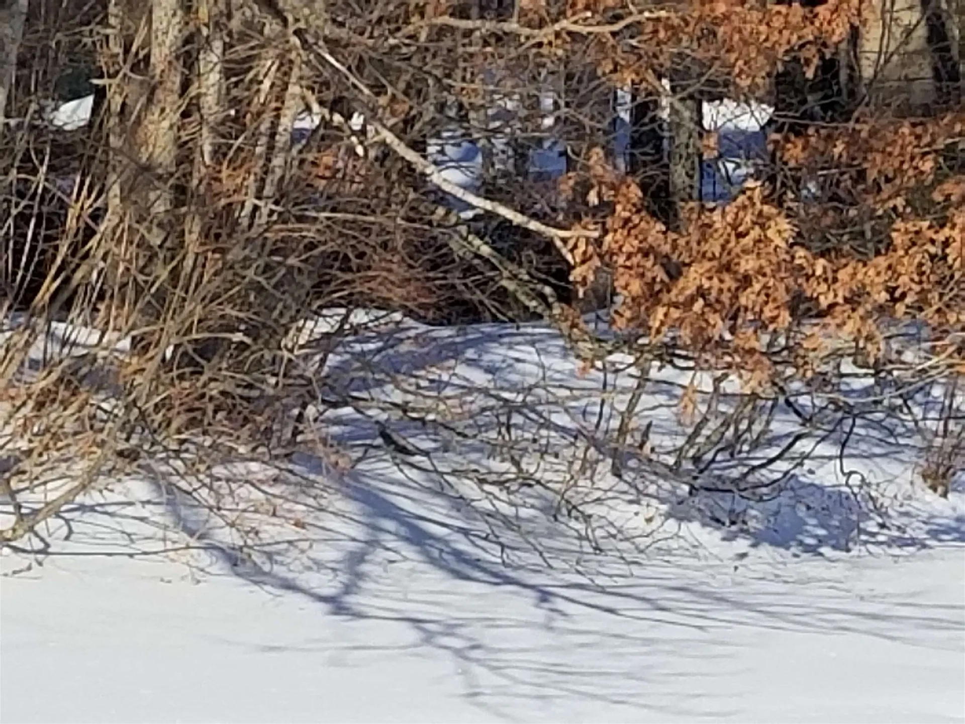 Lot 8 Geneva Point Road Moultonborough NH 03254