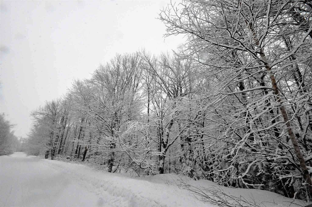 31 Woodsman Road Dover VT 05356