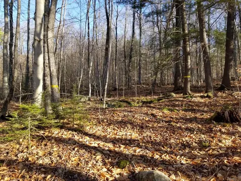 Butternut Ridge Road Hebron NH 03241