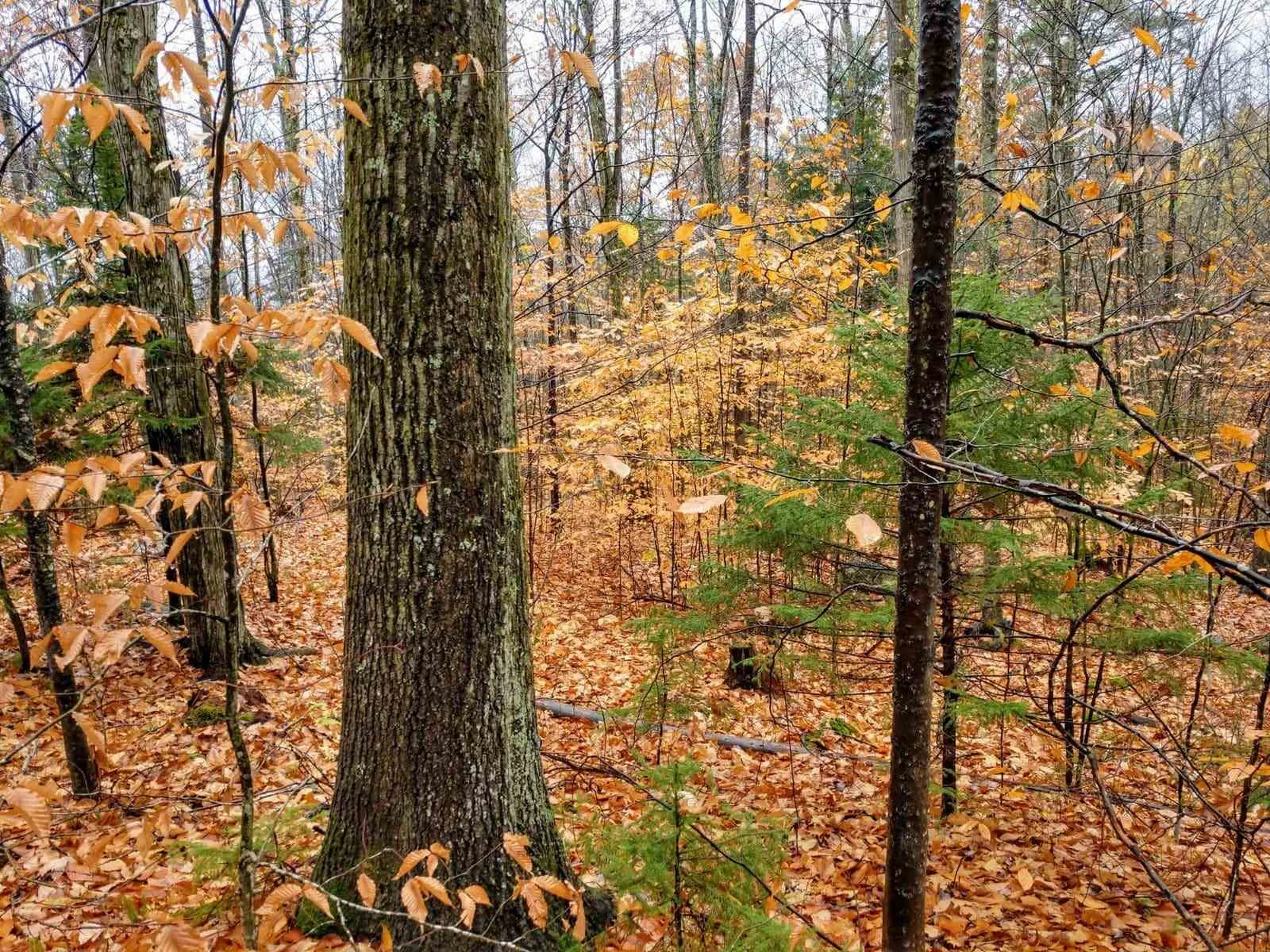 0 Van Cortland Road Brandon VT 05733
