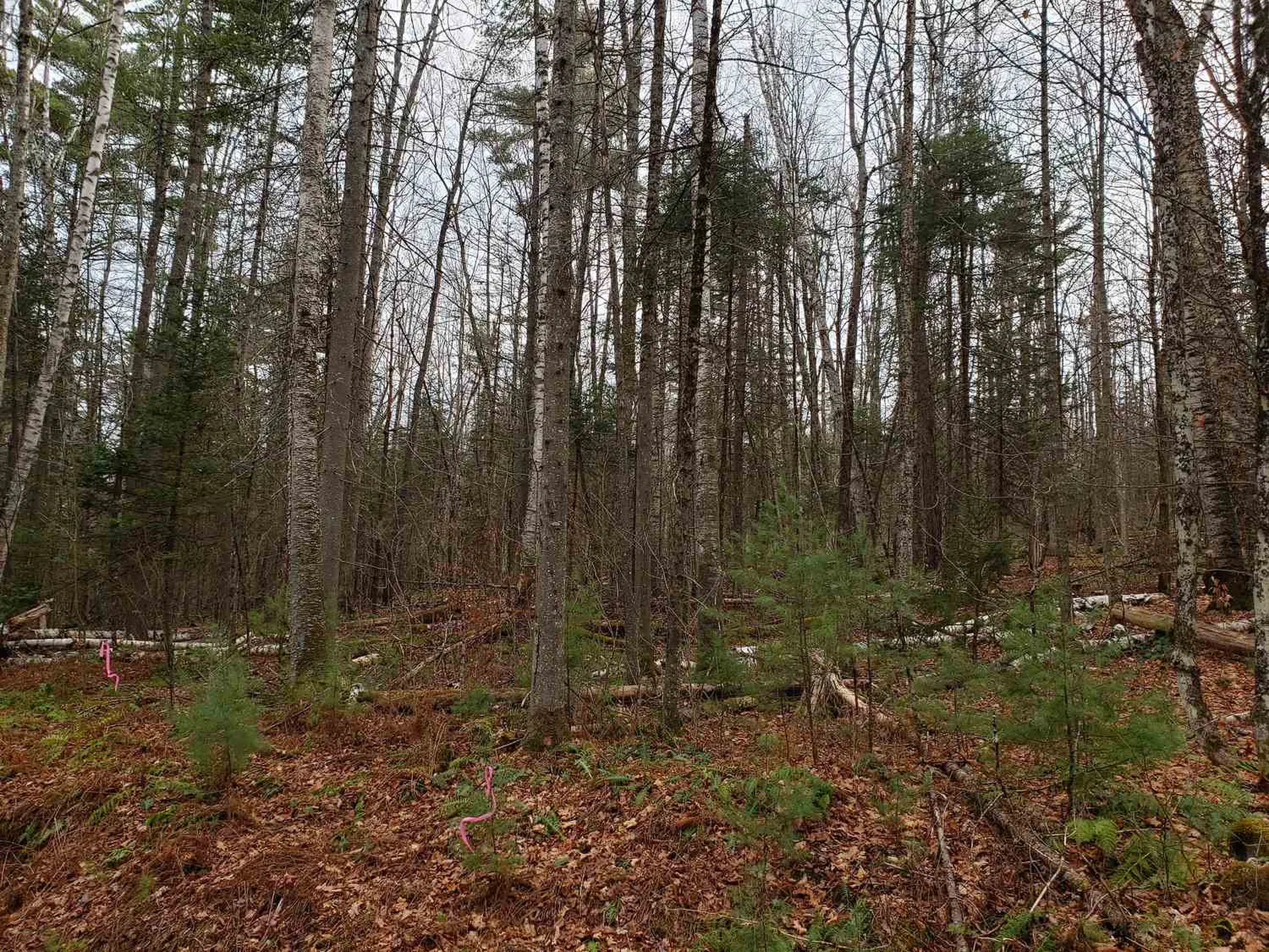Lot 156 Deerfield Drive Haverhill NH 03785