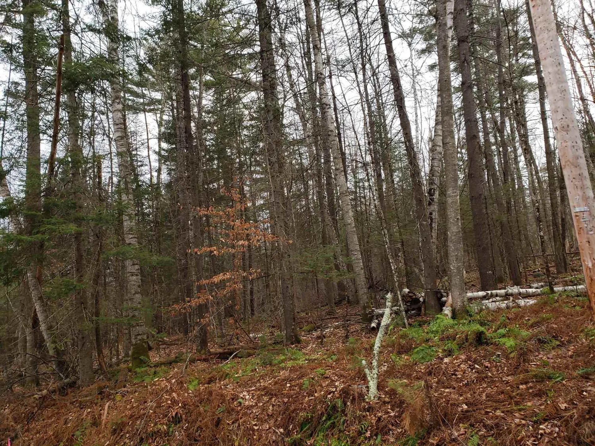 Lot 156 Deerfield Drive Haverhill NH 03785