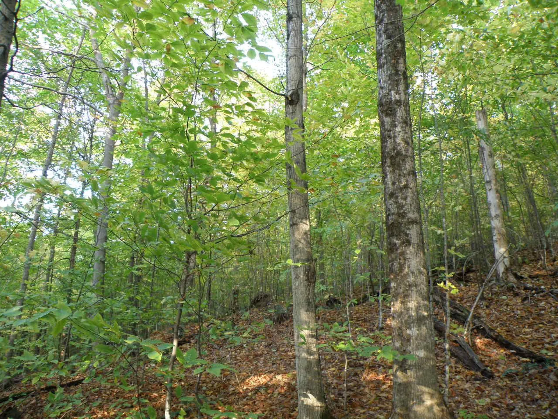 0 Morgan Road Barnard VT 05031