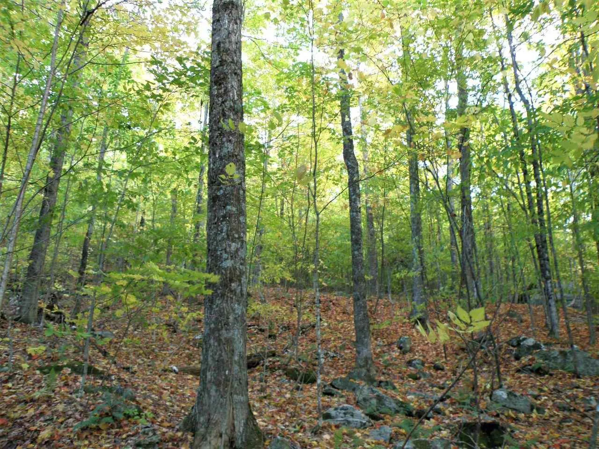 0 Morgan Road Barnard VT 05031
