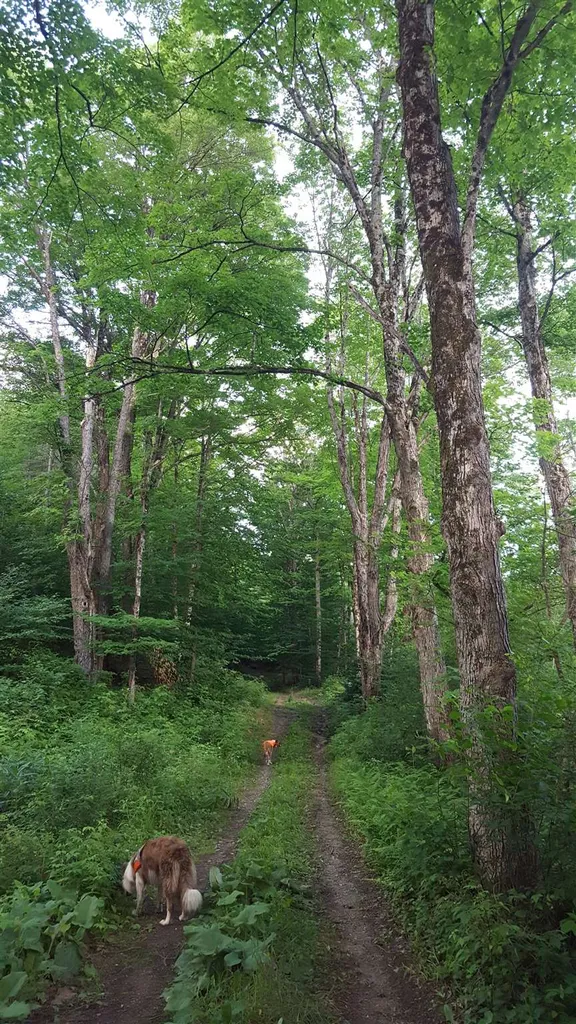 Joshua Road Norwich VT 05055