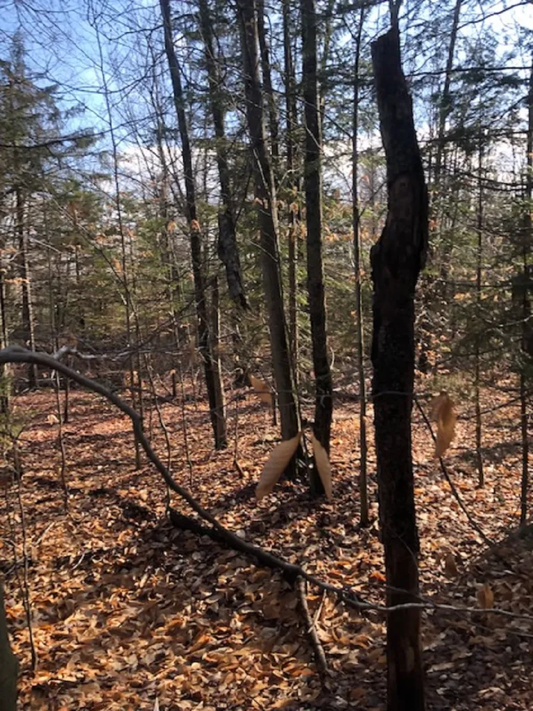 534 Hampshire Hill Road Worcester VT 05682