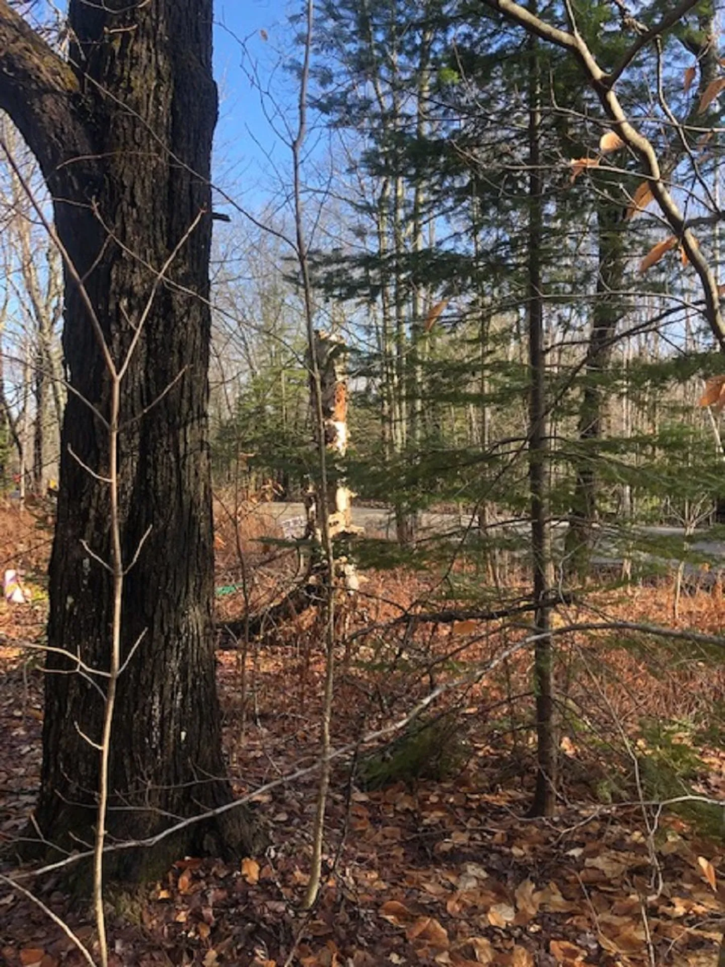 534 Hampshire Hill Road Worcester VT 05682
