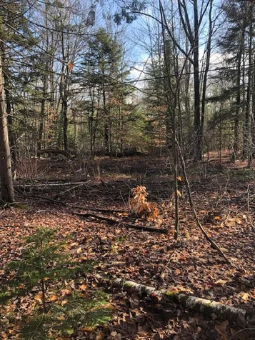 534 Hampshire Hill Road Worcester VT 05682
