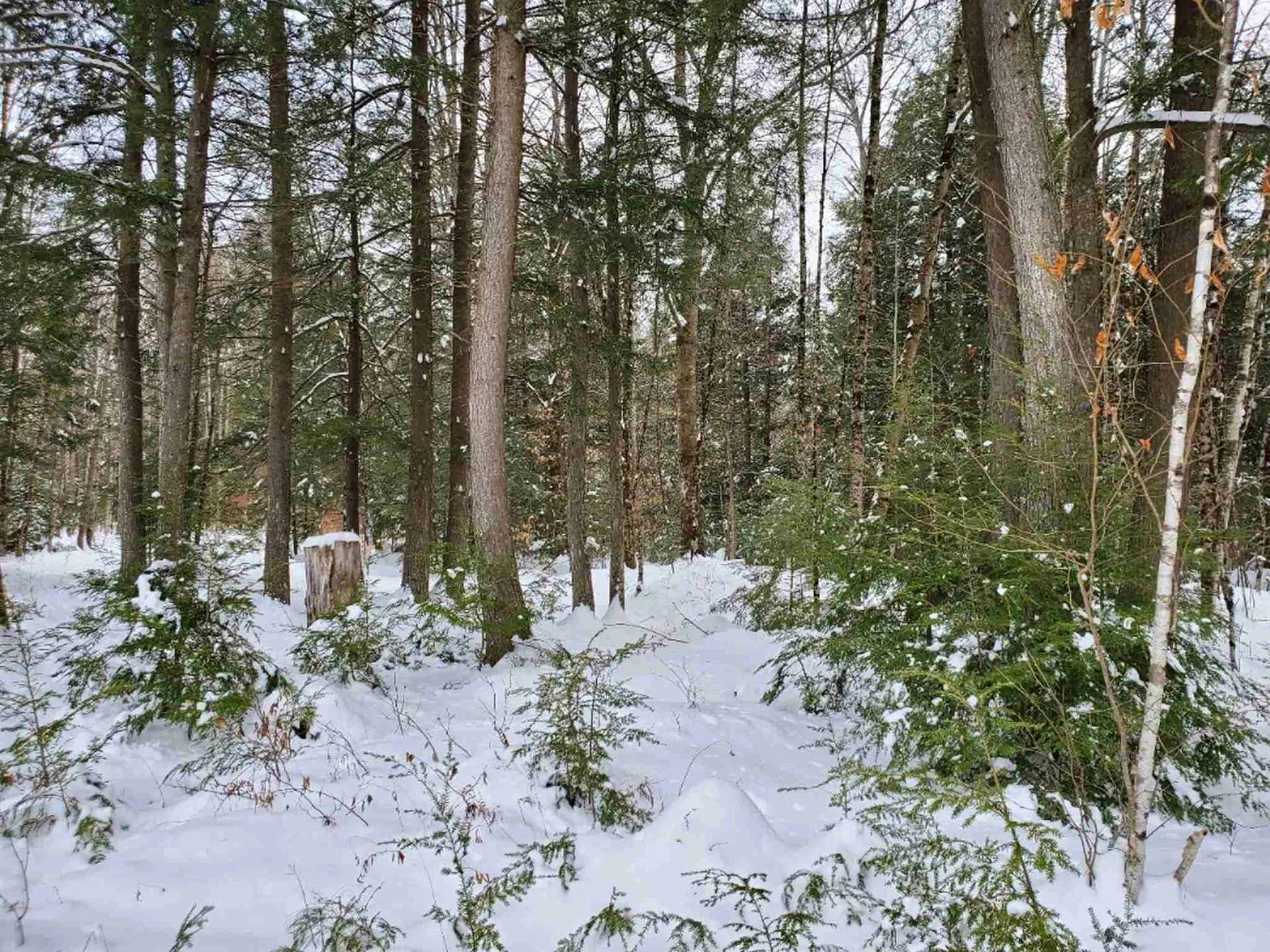 00 Arron Road Piermont NH 03779