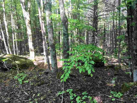 0 Regan Road Montgomery VT 05471