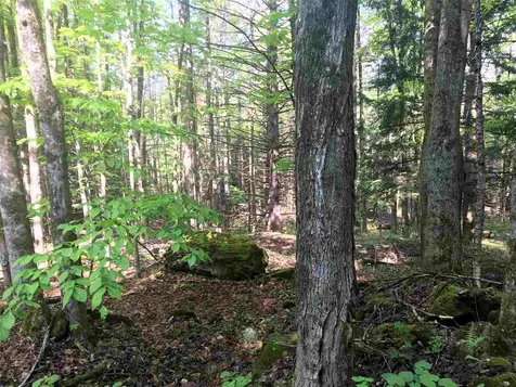 0 Regan Road Montgomery VT 05471