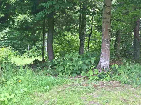 207 Bear Path Lane Burke VT 05832