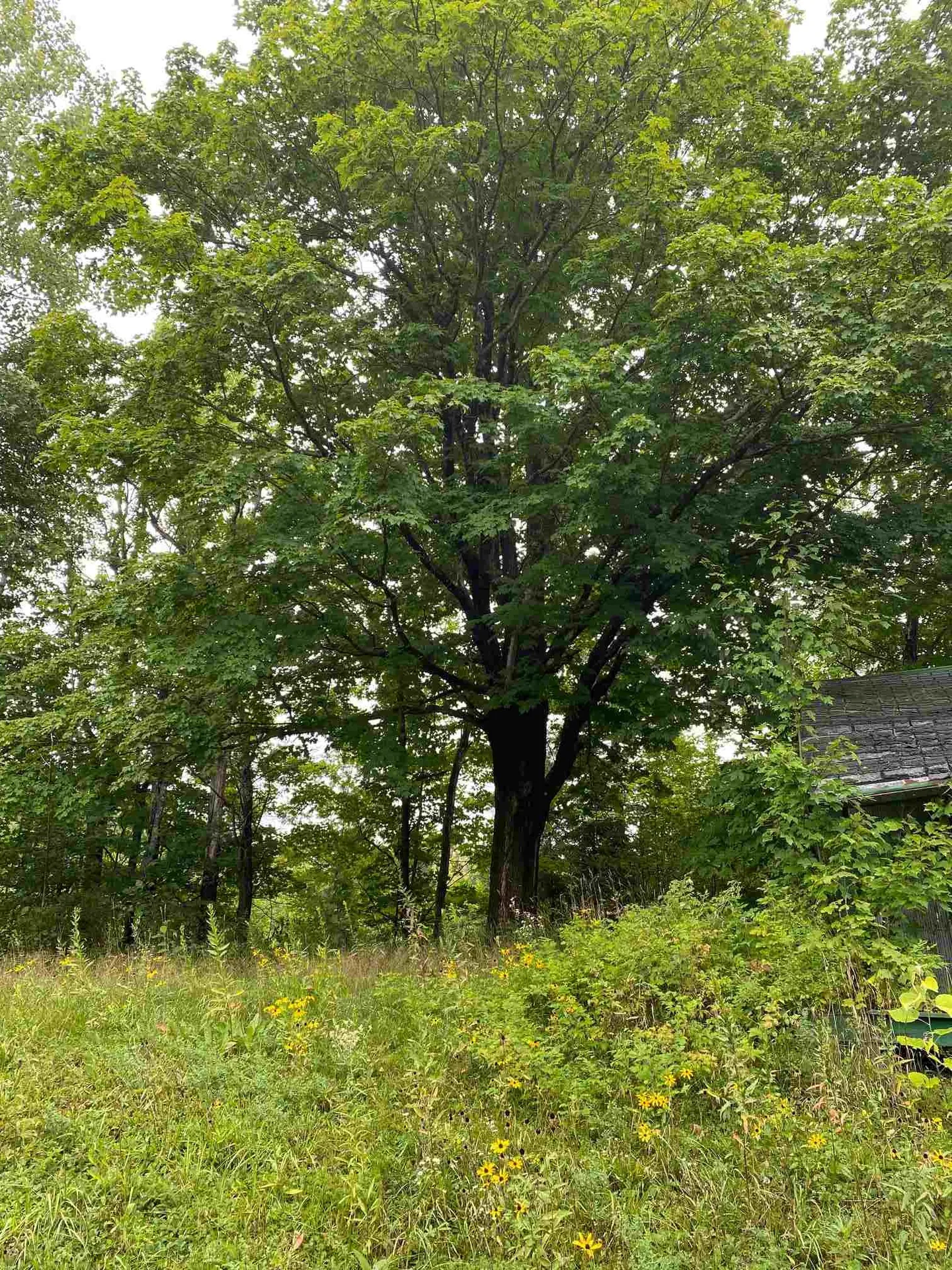 1102 Kennison Road Westfield VT 05874