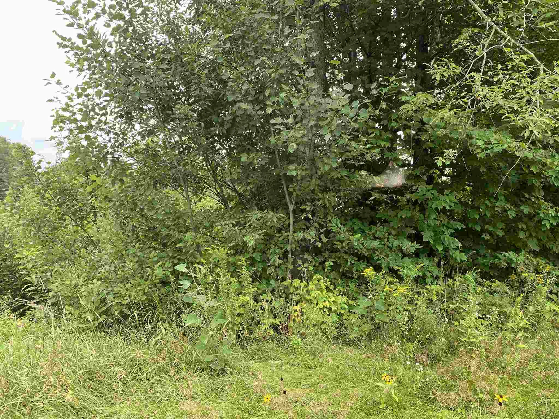 1102 Kennison Road Westfield VT 05874