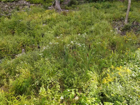 62 Mount Misery Road Littleton NH 03561