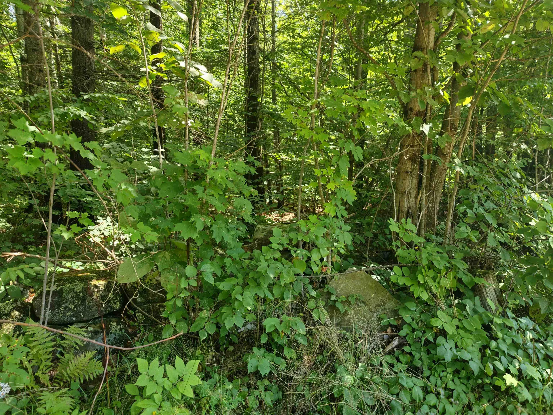350 Woodward Road Haverhill NH 03774-4681