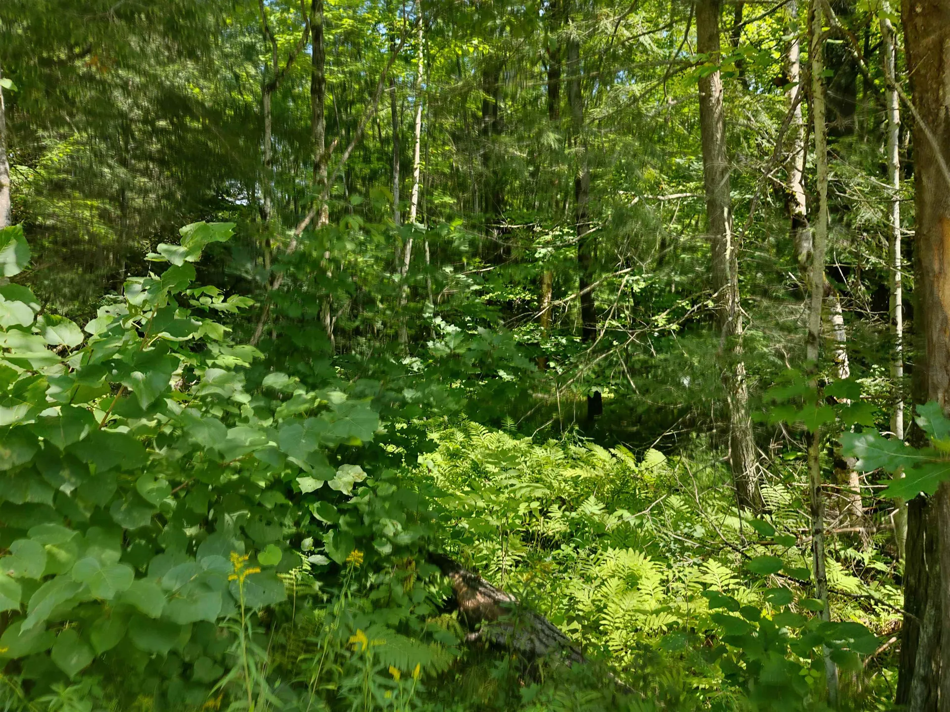 350 Woodward Road Haverhill NH 03774-4681