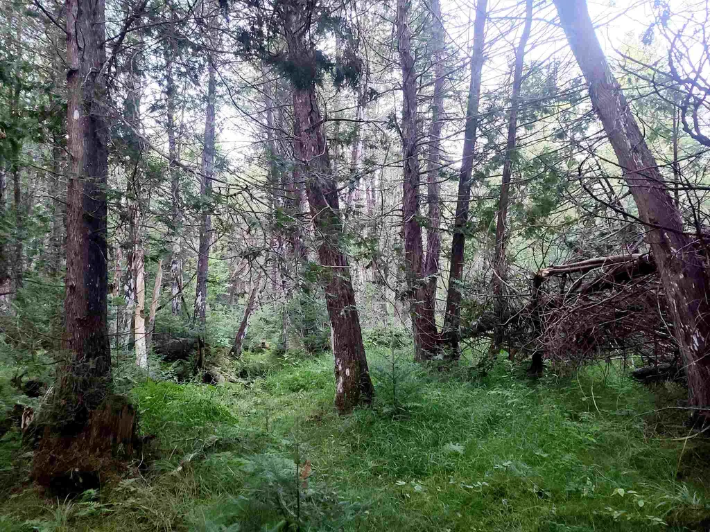 3651 Lynburke Road Sutton VT 05867