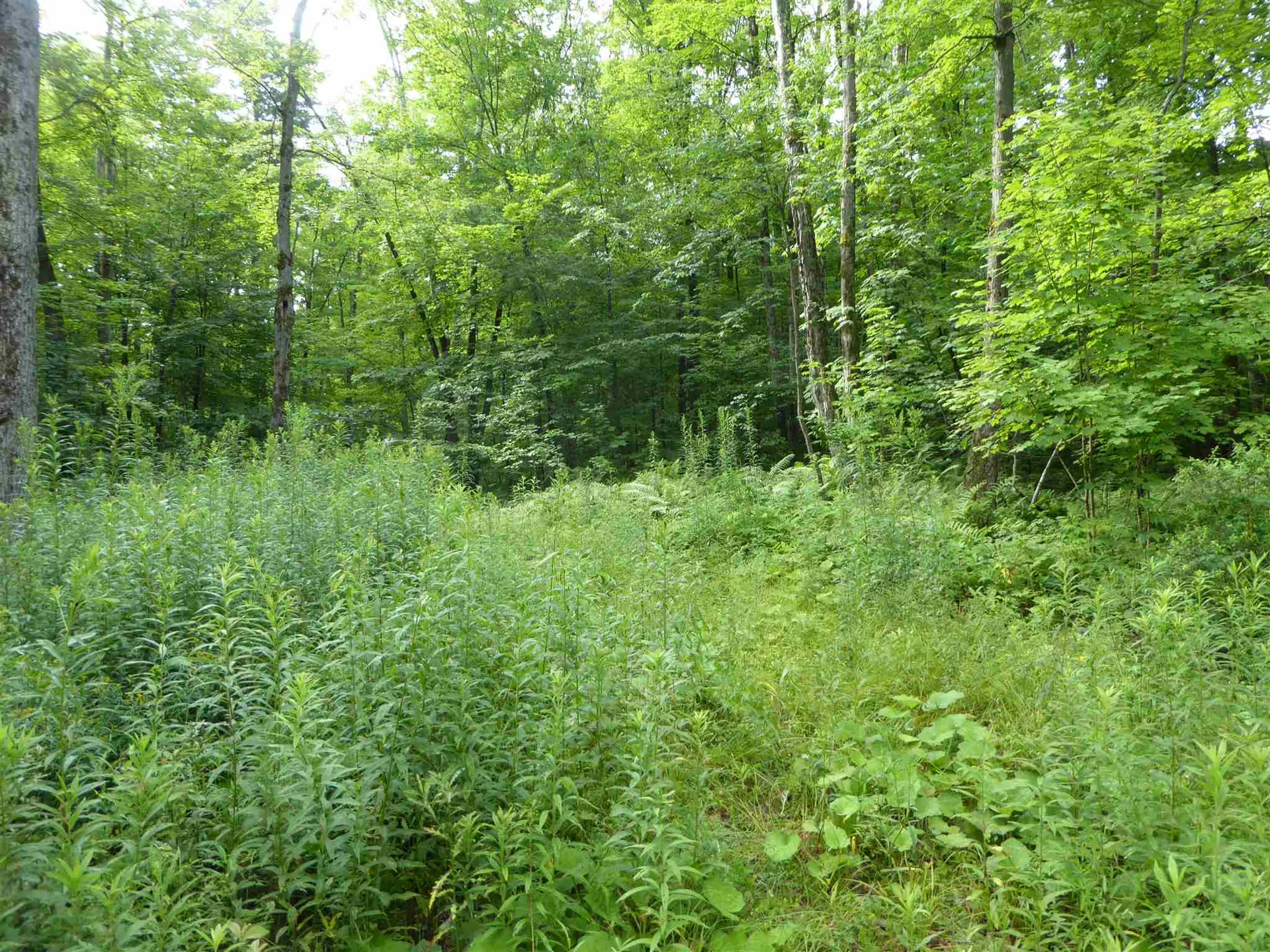 1314 Economou Road Huntington VT 05462