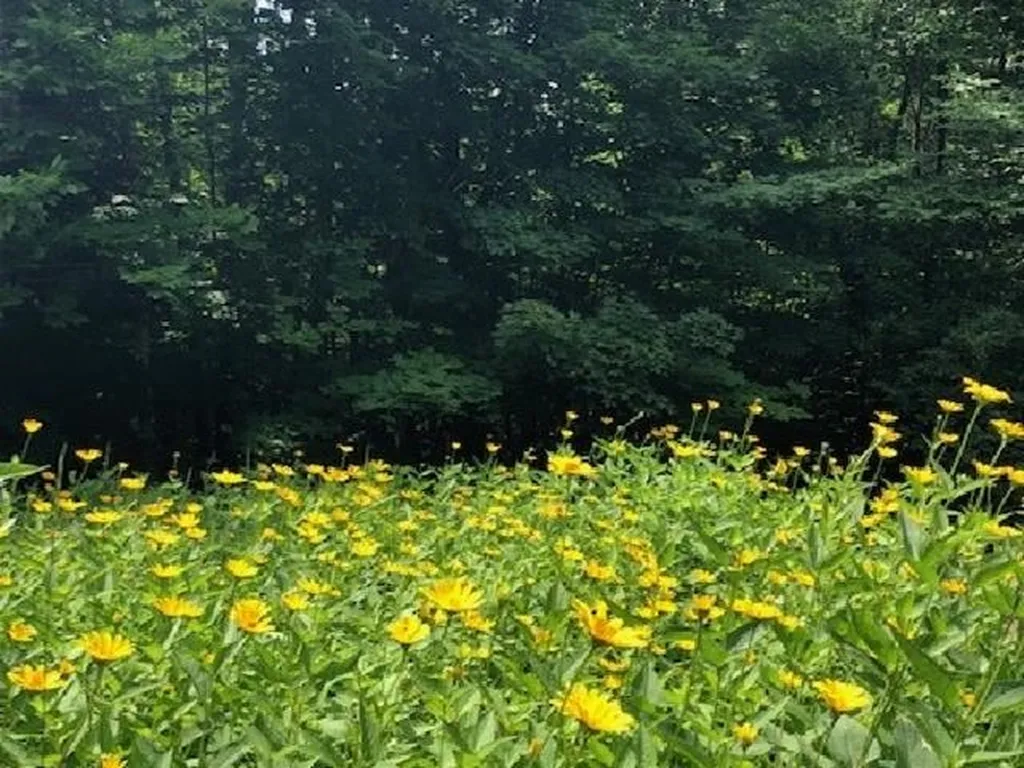 83 Kathy Meyer Road Warren VT 05674