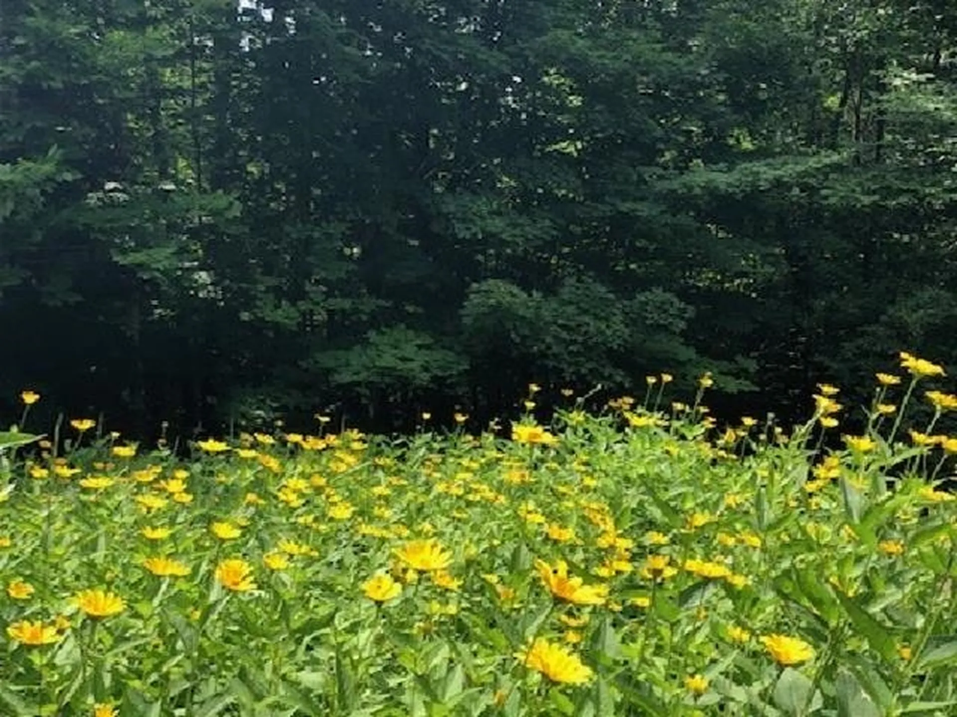 83 Kathy Meyer Road Warren VT 05674