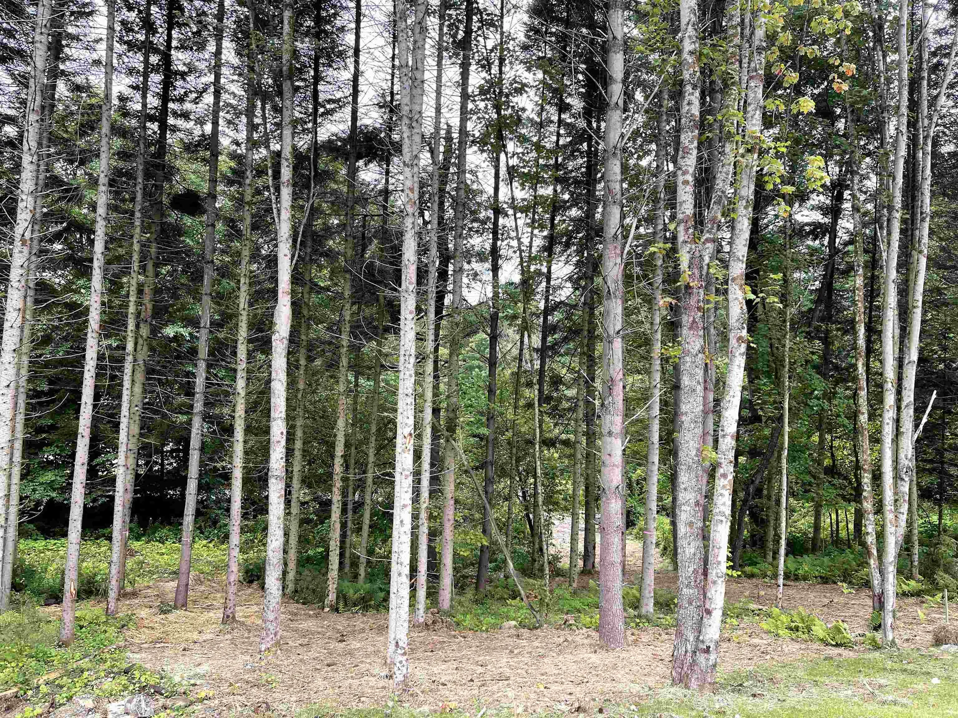 29 Blueberry Lane Jericho VT 05465