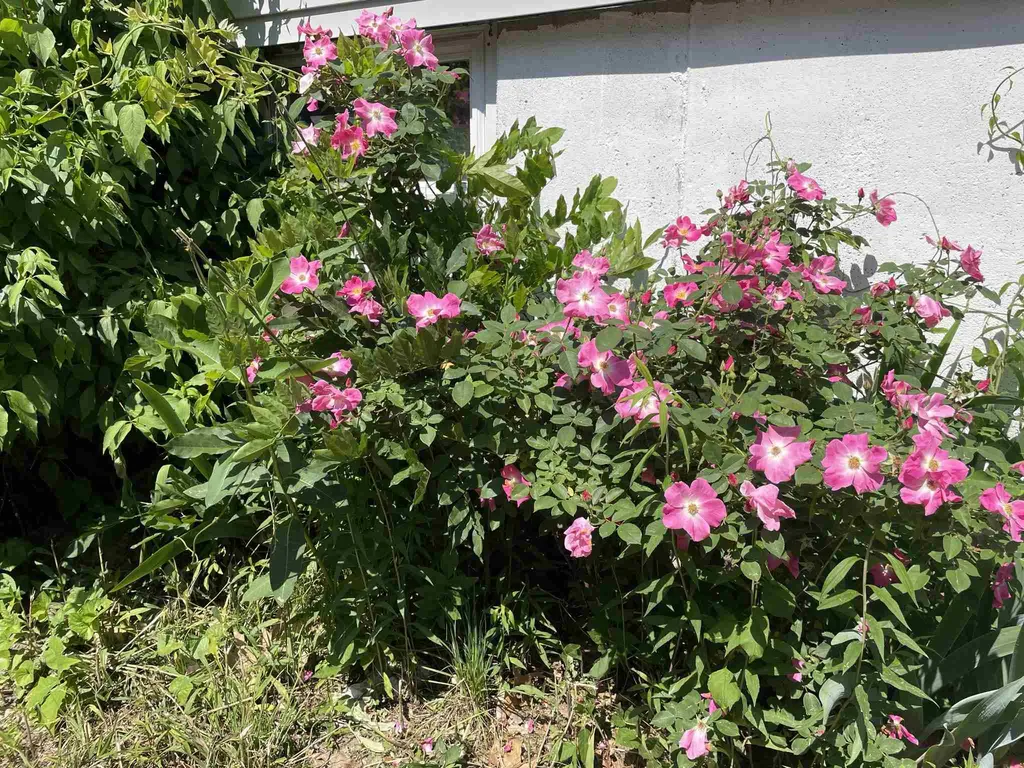 16 Budron Avenue Salem NH 03079