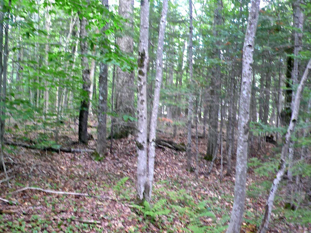 127 West Branch Road Waterville Valley NH 03215