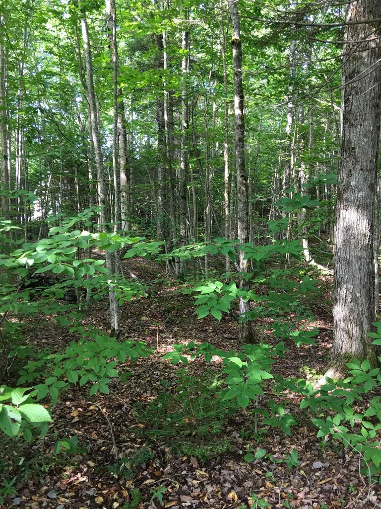 127 West Branch Road Waterville Valley NH 03215
