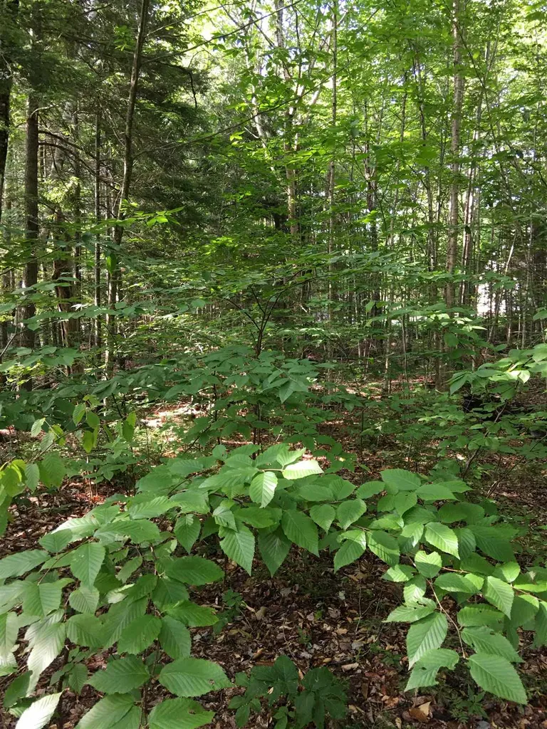 127 West Branch Road Waterville Valley NH 03215