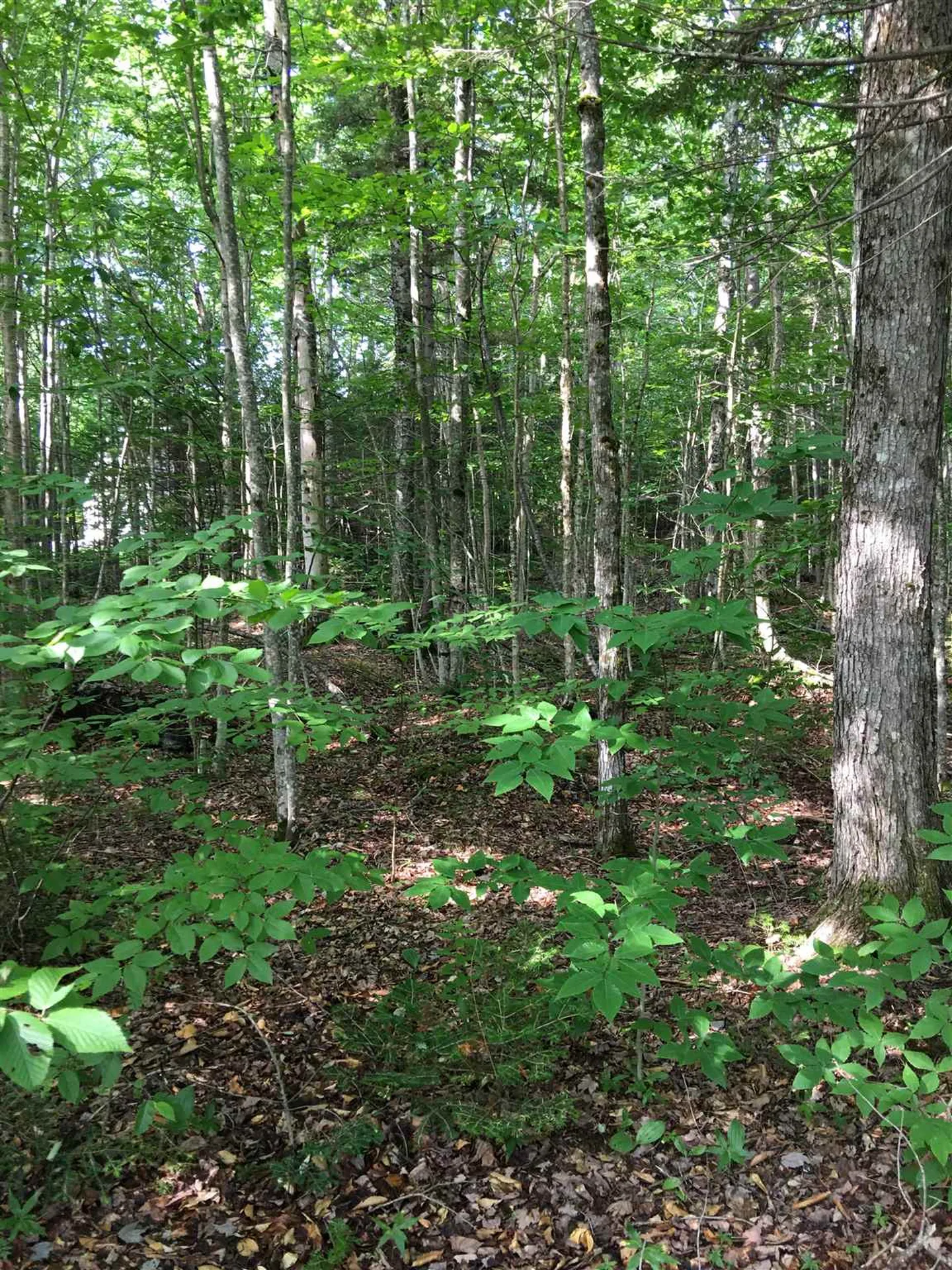 127 West Branch Road Waterville Valley NH 03215