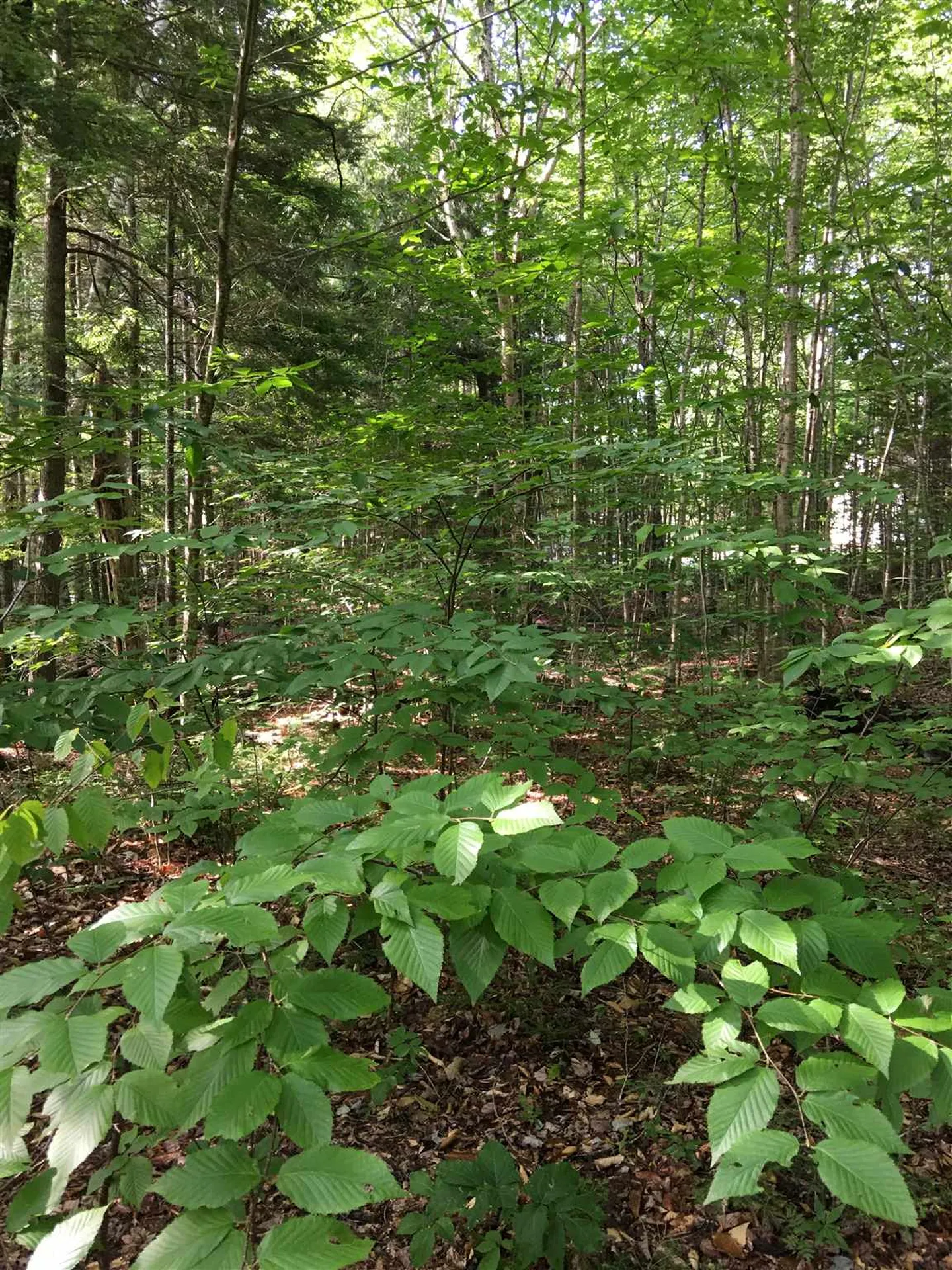 127 West Branch Road Waterville Valley NH 03215