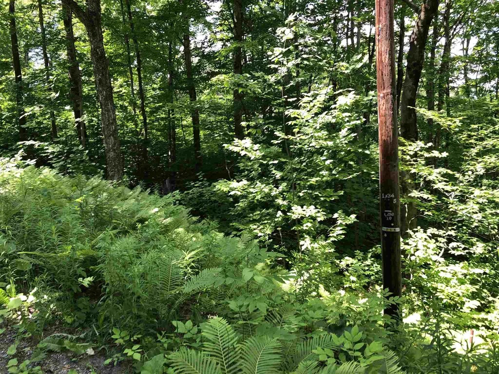 20 Windham Springs Road Windham VT 05359