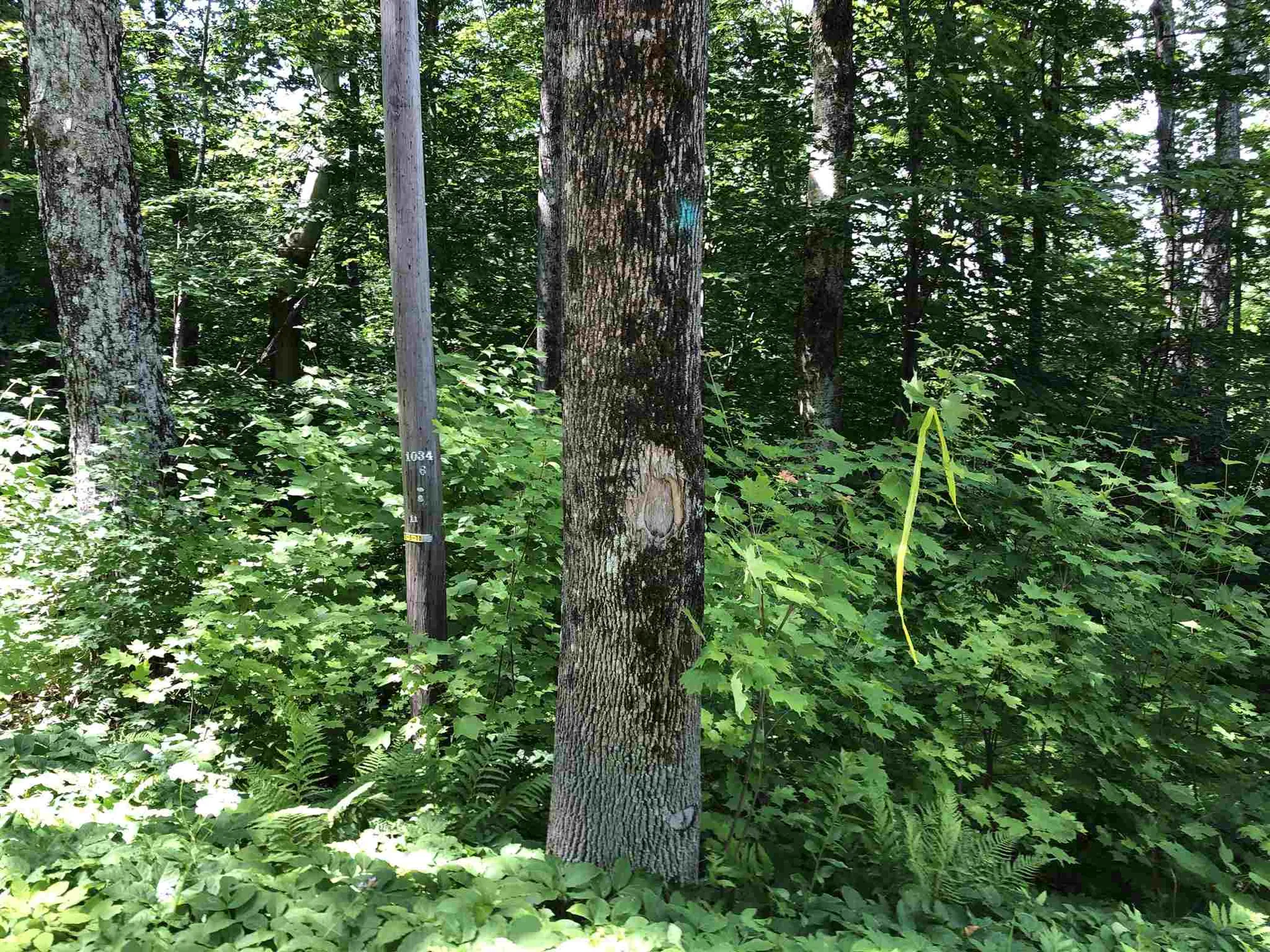 20 Windham Springs Road Windham VT 05359