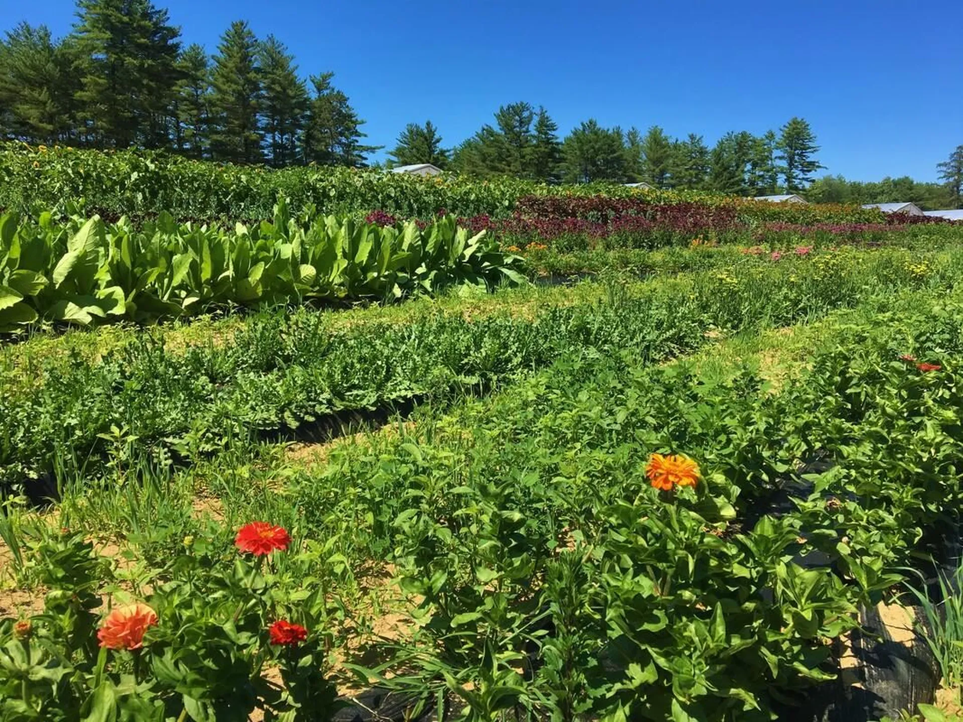 252 Middle Road Tuftonboro NH 03816