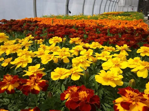 252 Middle Road Tuftonboro NH 03816