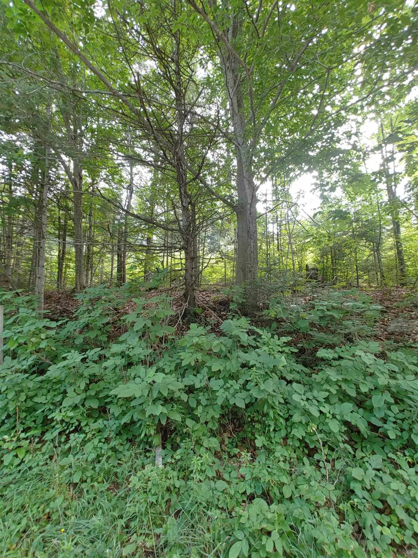 0 Us Route 302 Topsham VT 05076