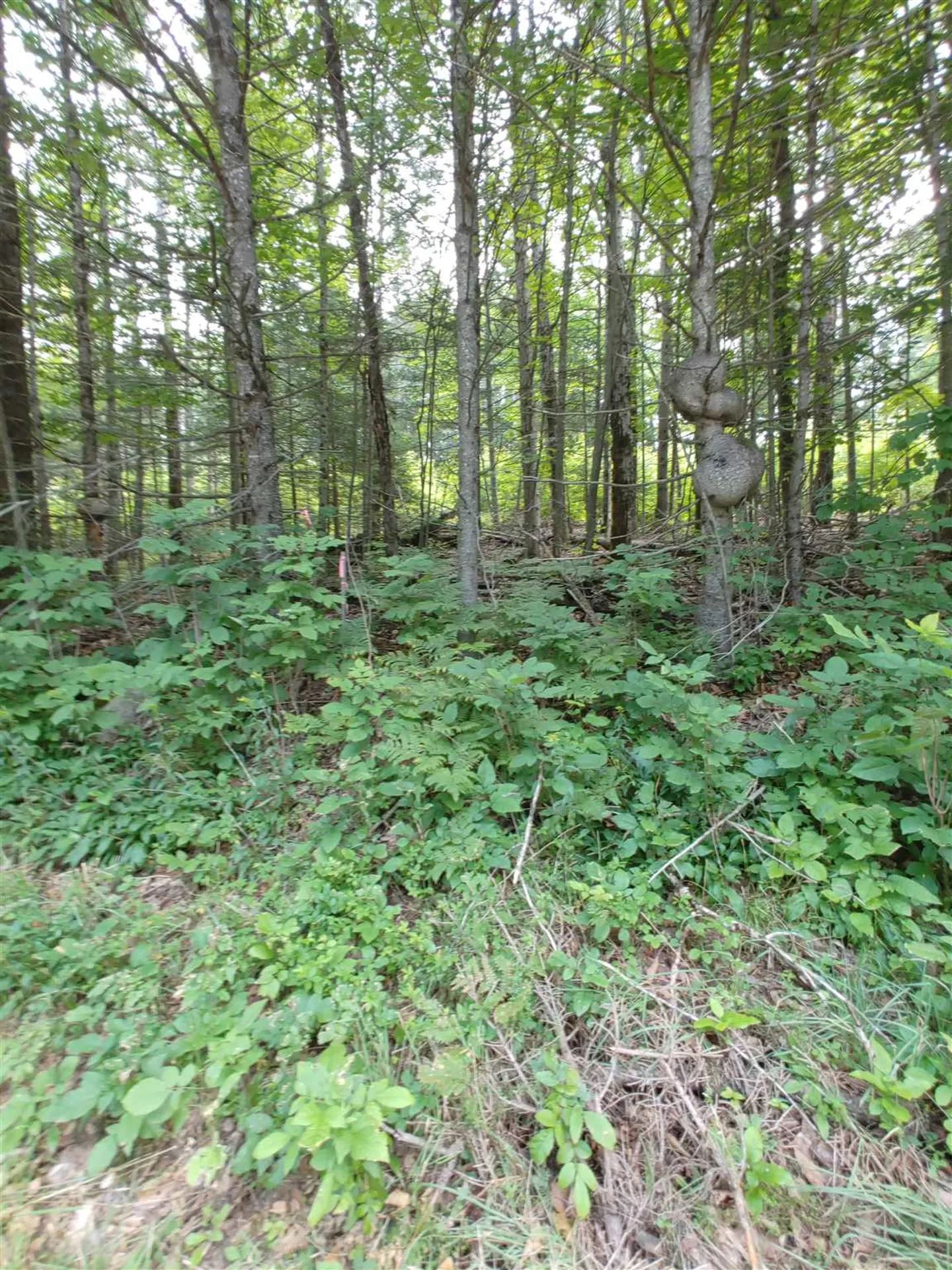 0 Us Route 302 Topsham VT 05076