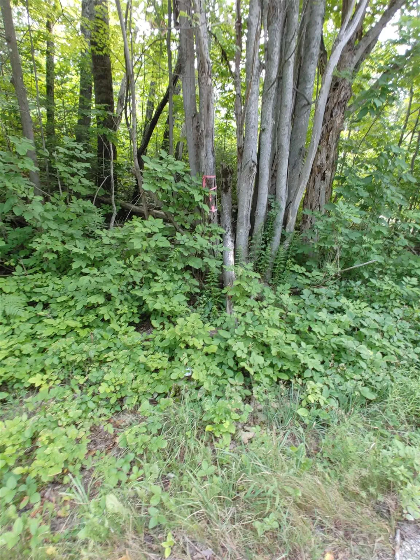 0 Us Route 302 Topsham VT 05076