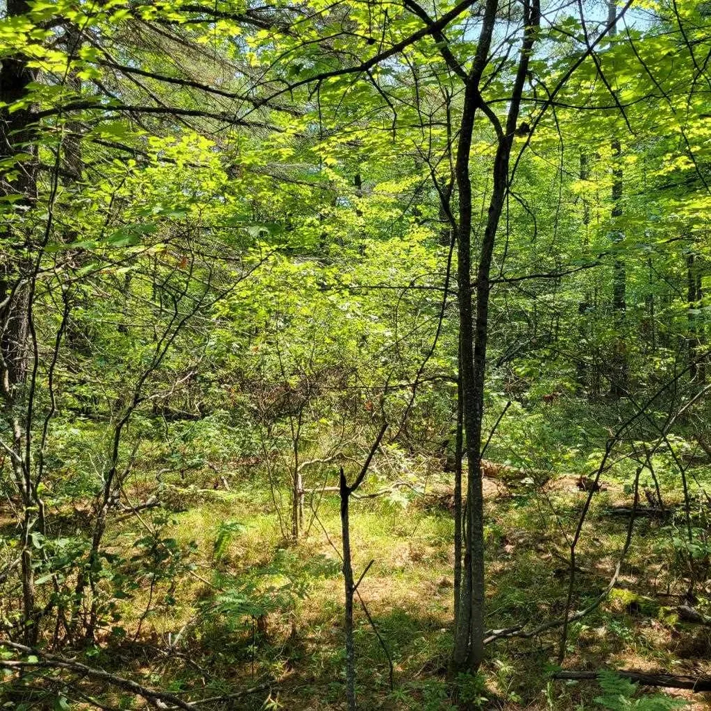 York Lane Freedom NH 03836