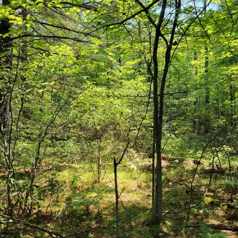 York Lane Freedom NH 03836