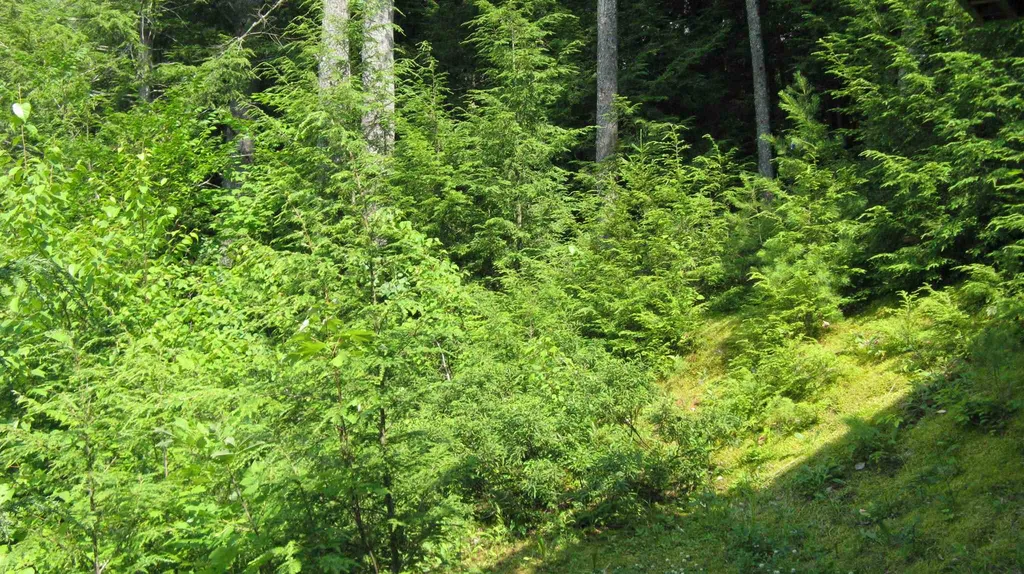 19 Barbara Drive Alton NH 03809