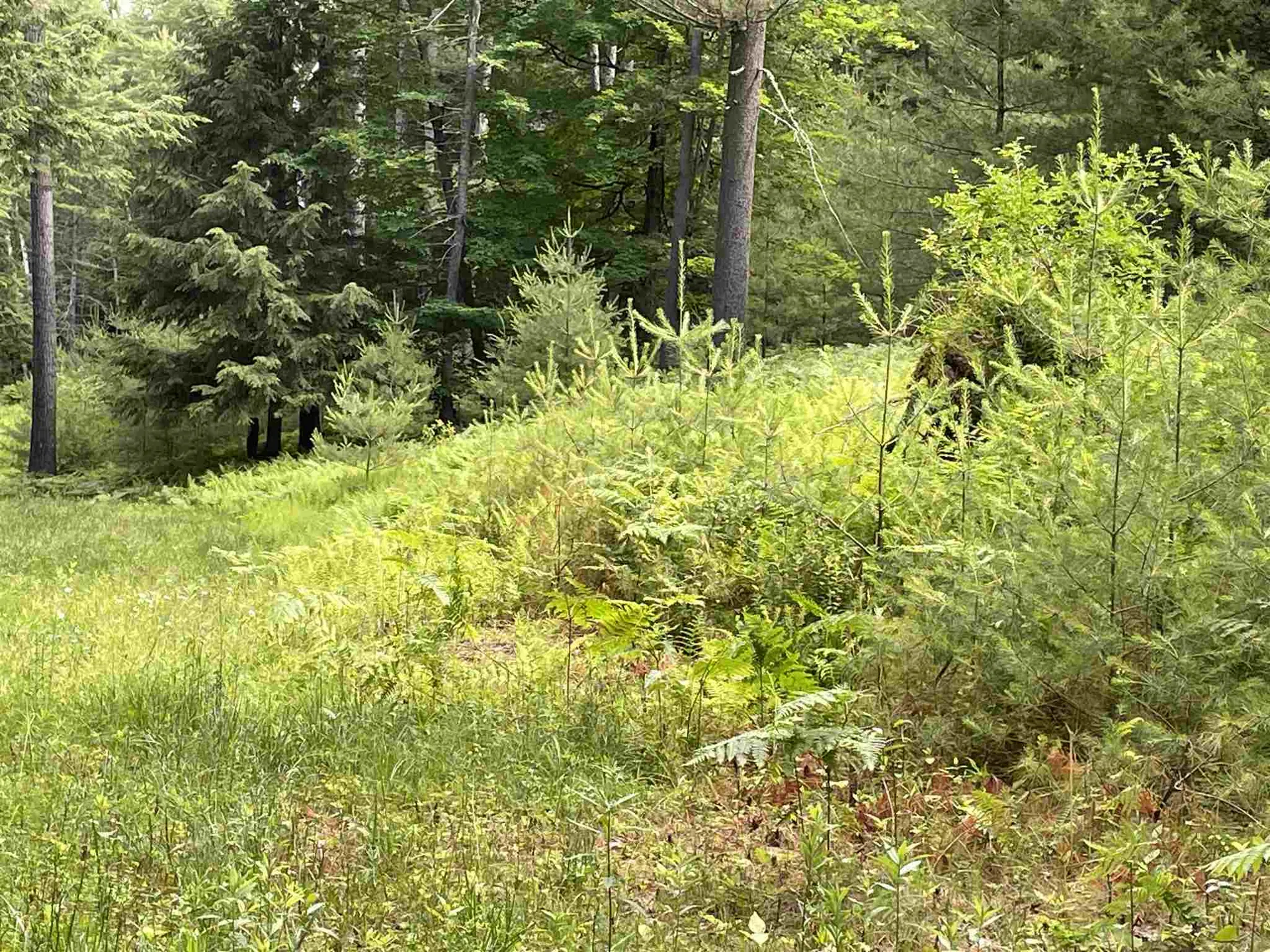 Barbara Lee Lane Norwich VT 05055